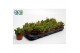 Rhipsalis mesembryanthemoides 