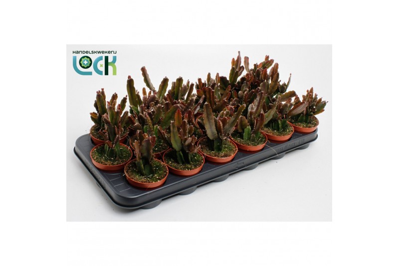 Rhipsalis Agudoensis 