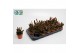 Rhipsalis Agudoensis 