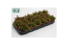 Rhipsalis easy sweety Clavata