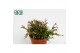Rhipsalis easy sweety Clavata 