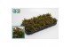 Rhipsalis easy sweety Clavata 