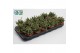 Rhipsalis baccifera subsp. horrida 