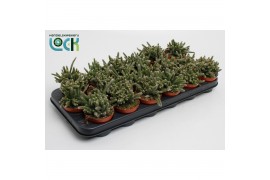 Rhipsalis baccifera subsp. horrida