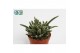Rhipsalis baccifera subsp. horrida 