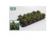 Rhipsalis baccifera subsp. horrida 