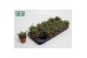 Rhipsalis baccifera subsp. horrida 