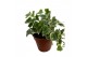Hedera helix white wonder 7pp - 5-8cm Rank 