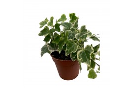Hedera helix white wonder 7pp - 5-8cm Rank