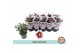 Chrysant ciao indicum special 