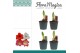 Hippeastrum mix 1 knop 