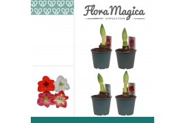 Hippeastrum mix 1 knop