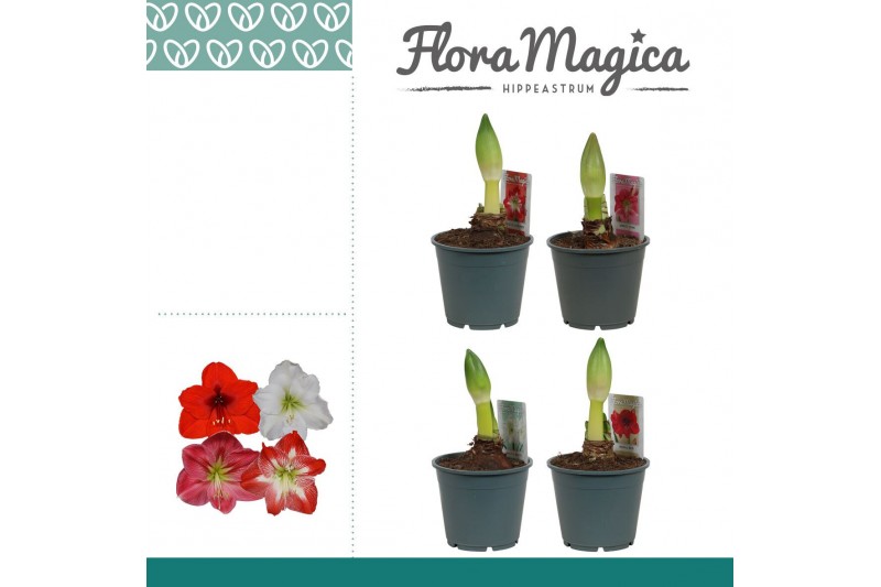 Hippeastrum mix 1 knop 