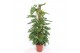 Monstera obliqua monkey mask mosstok 