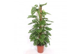 Monstera obliqua monkey mask mosstok