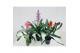 Aechmea mix Aecmea Mix 3 kleuren 
