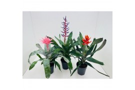 Aechmea mix Aecmea Mix 3 kleuren