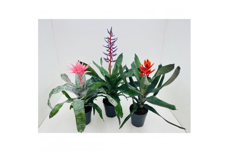Aechmea mix Aecmea Mix 3 kleuren 