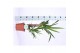 Yucca 45-20, 1+ Kop 