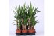Yucca 45-20, 1+ Kop 