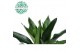 Dracaena frag. der. janet lind 