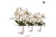 Phalaenopsis multiflora wit Kolibri Orchids Phalaenopsis Botanic 4 spi 