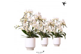 Phalaenopsis multiflora wit Kolibri Orchids Phalaenopsis Botanic 4 spi