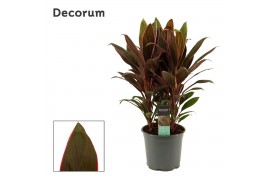 Cordyline fruticosa rumba Cordyline Rumba Toef 19 cm (Decorum) 3 pp