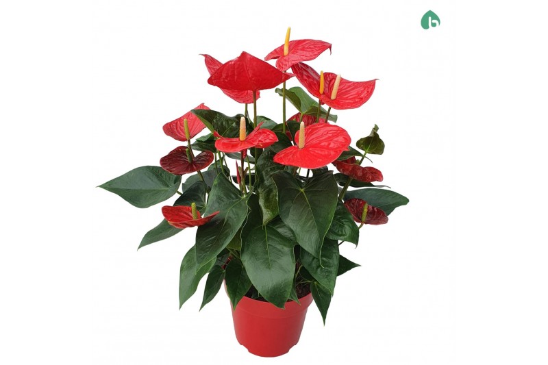 Anthurium andr. oklahoma 