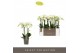 Phalaenopsis multiflora wit Optimost - Amabilis Starrion - 4 tak 