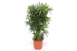 Dracaena reflexa song of jamaica Dracaena Song of Jamaica 1 pp