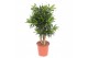 Dracaena reflexa song of jamaica Dracaena Song of Jamaica 1 pp 