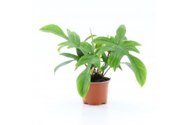 Philodendron Philodendron Florida 1 pp