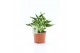 Epipremnum Epipremnum Sangri La 5 pp 