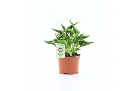 Epipremnum Epipremnum Sangri La 5 pp
