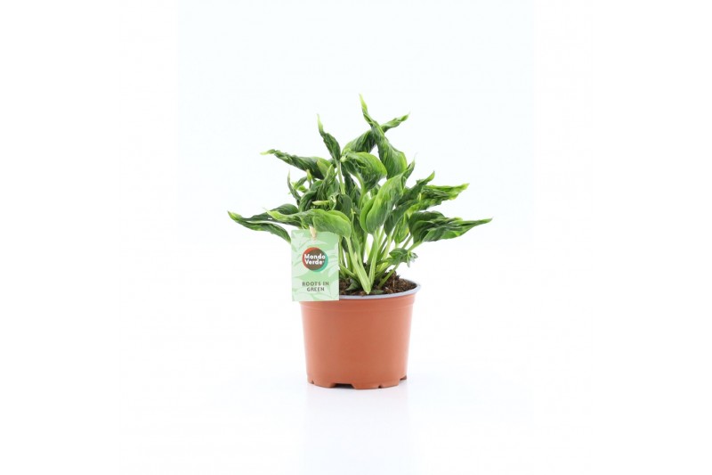 Epipremnum Epipremnum Sangri La 5 pp 
