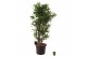 Dracaena reflexa Dracaena reflexa vertakt 1 pp 