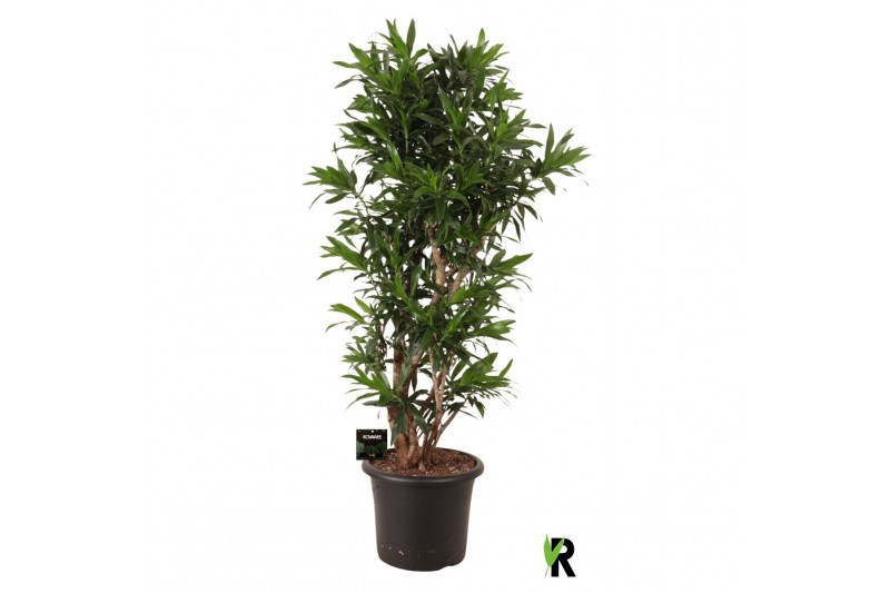 Dracaena reflexa Dracaena reflexa vertakt 1 pp 