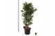 Dracaena reflexa Dracaena reflexa vertakt 1 pp 