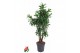 Dracaena reflexa song of jamaica Dracaena Song Of Jamaica vertakt P31  