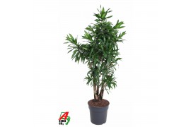 Dracaena reflexa song of jamaica Dracaena Song Of Jamaica vertakt P31 
