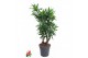Dracaena reflexa song of jamaica Dracaena Song Of Jamaica vertakt P27  
