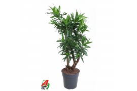Dracaena reflexa song of jamaica Dracaena Song Of Jamaica vertakt P27 