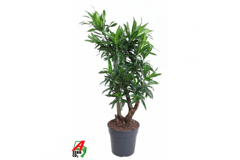 Dracaena reflexa song of jamaica Dracaena Song Of Jamaica vertakt P27 Dracaena reflexa song of jamaica Dracaena Song Of Jamaica vertakt P27