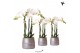 Phalaenopsis multiflora wit Kolibri Orchids 3 tak in Groove pot silver 