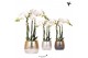 Phalaenopsis multiflora wit 3 tak in elite pot mix kolibri orchids 