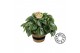 Peperomia argyreia Watermelon in jutte mand must have 