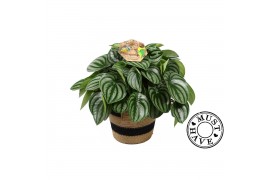 Peperomia argyreia Watermelon in jutte mand must have