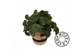 Pilea peperomioides in jute mand must have
