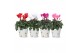 Cyclamen pers. midi super serie allure Collectie "Nature Love" - Cycla 